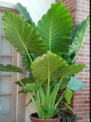 Alocasia 'Portora'