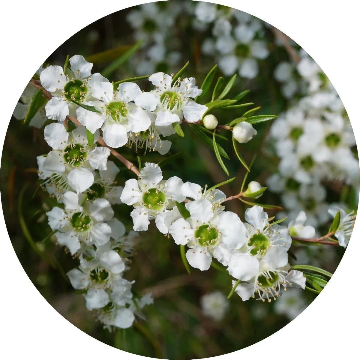 LIVING LIBATIONS - Lemon Tea Tree Essential Oil